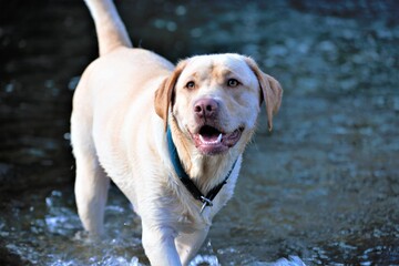portrait of a dog