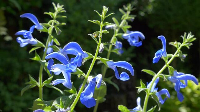 Blue sage, Salvia patens