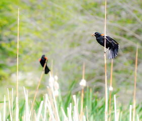 black winged blackbird