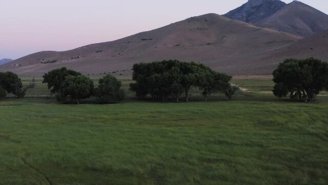 Large trees stand in middle of prairie with mountains in background during dusk, aerial pan left