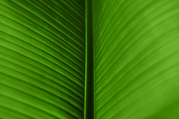 Macro photo of fresh banana's green leaf.