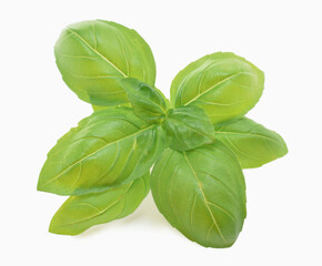 Green basil leaf closed up isolated on white