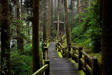Old wooden boardwalk path along dark foggy forest of tall pine trees in mysterious mist, Fenqihu hiking trails, Alishan, Taiwan