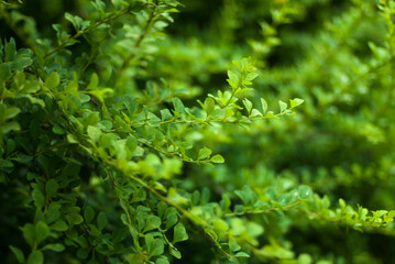 Barberry branches. Green branches with leaves and thorns. Green background.
