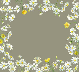 Floral frame of white daisies and dandelions .For congratulations, invitations, anniversaries, weddings, birthday