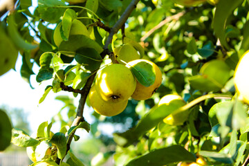 pear on tree
