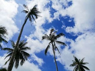 Fototapeta na wymiar Coconut Palm tree with cloudy blue sky, beautiful tropical background.