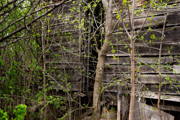 An old wooden ruined house in an abandoned garden.