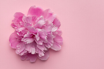 Fluffy pink peony on pink background. Copy space. Floral background