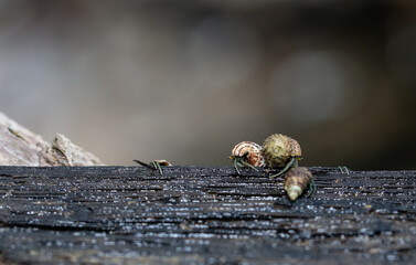 Hermit crabs on the hood. Many hermit crabs are searching for food in the morning on the wood in the mangrove forest at Koh Mak, Thailand.
