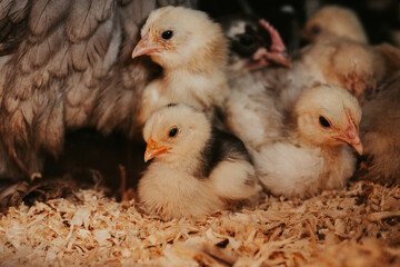 Little bit life of the farm