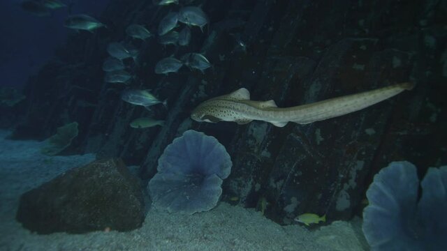 A breathtaking sight of the Leopard catshark swimming with the school of fish and a stingray in the one of the world's largest indoor aquarium Dubai Mall Aquarium Gates underwater, 8K