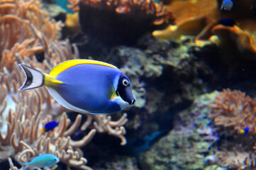 Fototapeta na wymiar Powder Blue Tang (Acanthurus leucosternon), swimming in clear water near coral reef, diving in Red sea