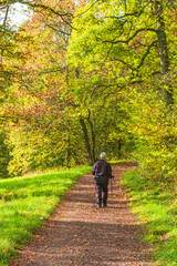 Fototapeta premium Woman walking with poles on a footpath in an autumn forest
