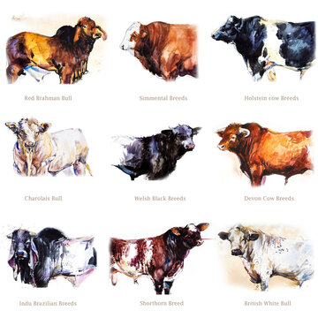 Bulls set. animal illustration. Watercolor hand drawn series of cattle animal. 