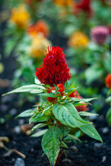 Red celosia flower blossoming in a city flowerbed. Celosia argentea var. plumosa