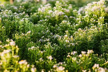Obraz premium Small flowers in the sunshine growing in the city flowerbed. Grass nature background