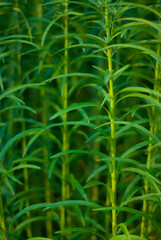 Green plants texture background. Beautiful natural background of green grass with vertical stems and horizontal leaves