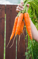 Harvest of sweet carrots in the hands of a farmer