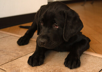 two month old black labrador puppy. Adorable black puppy lies on floor.