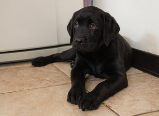 two month old black labrador puppy lies in corner of room. The puppy stretched its front paws and looks to side