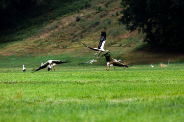 storks starting