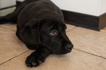 portrait of black labrador puppy close-up. 
Black labrador puppy lies on floor 