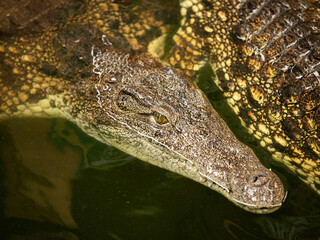 close up of an alligator