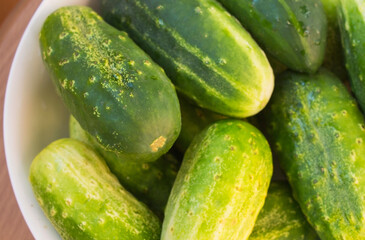 Harvest of pickled cucumbers