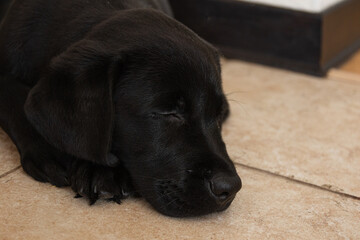 Labrador puppy head close up. Black puppy sleeping on the floor