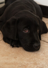 portrait of black labrador puppy close-up.Black labrador puppy lies on floor 