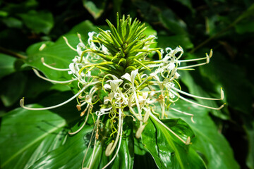 Hedychium spicatum, white, fan-shaped flower, commonly known as spiked ginger lily, or perfume ginger, with vivid green leaves, native to China, Himalayas, Thailand and Ethiopia.