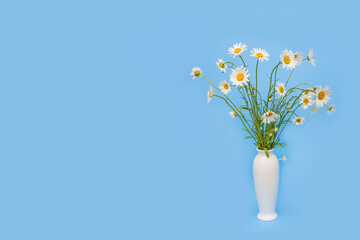 bouquet of daisies in white vase isolated on blue background