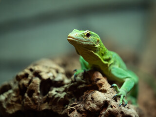 Green tree monitor lizard climbing on a branch, looking at camera