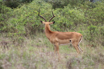 Naklejka na ściany i meble Afican Landscape with Gazelle,Nairobi national park,Kenya