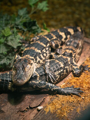 Two small crocodiles together end to end, front side shot