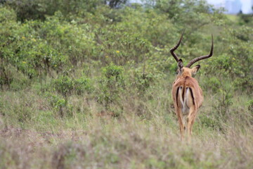 Afican Landscape with Gazelle,Nairobi national park,Kenya