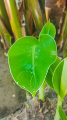 Close Up Of a Banana Plant Leaf