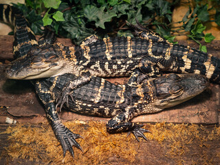 Two small crocodiles together end to end. side shot