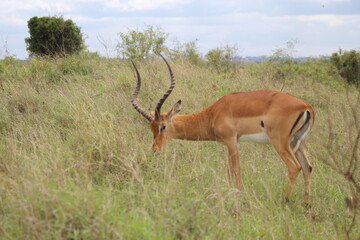 Naklejka na ściany i meble Afican Landscape with Gazelle,Nairobi national park,Kenya
