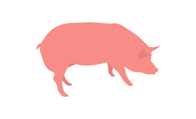 Vector isolated pig illustration. Domestic animal flat illustration