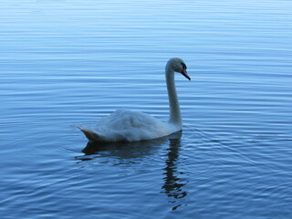 swans on the lake. loyalty to the swan. photo of swans close up