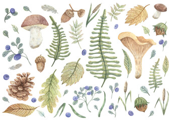 A large set of hand-drawn illustrations on an autumn forest theme. Blueberries, leaves, mushrooms, nuts, acorns, feathers, blades of grass, pine cone for design, cards, stickers, decoration, books.