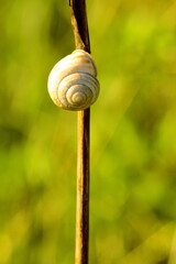 Snail shell resting on a dry stalk in warm sunlight. Minimalist nature composition with soft golden tones and a peaceful summer atmosphere © Maciej Bonk