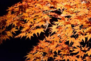 夜にライトアップされた紅葉の葉