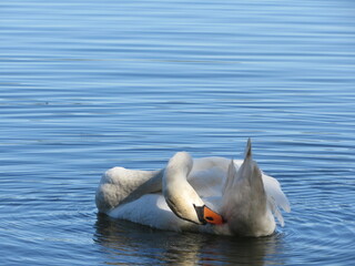swans on the lake. loyalty to the swan. photo of swans close up