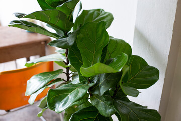 Fiddle leaf fig tree on white background.close up