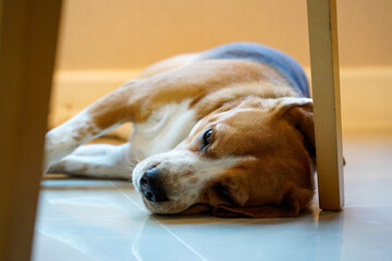 dog sleeping on the floor