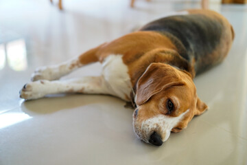 Beagle dog so lonely at home waiting for his owner come back home.Dog feels bored and sleepy on the floor in living room.
