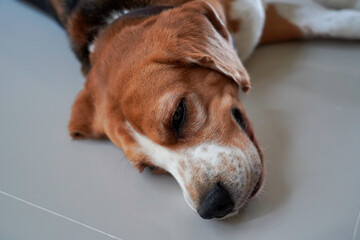 Close up beagle dog laying down on the floor at home waiting for his owner come home. Lonely dog with nobody at home,sad eyes dog concept.
